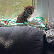 Luxleigh Ann joined the competition — help win amazing prizes! kitten, cat, blanket, window, couch, indoor, sunlight, pet, feline, resting, cozy, daylight, screen, comfort, domestic, animal, young, fur, quiet, home