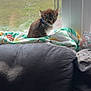 kitten, cat, blanket, window, couch, indoor, sunlight, pet, feline, resting, cozy, daylight, screen, comfort, domestic, animal, young, fur, quiet, home