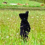 Heidy a rejoint le concours — aidez-le/la à gagner de superbes lots ! dog, black_dog, grass, field, deer, wildlife, nature, outdoor, animal, curious, standing, fur, greenery, trees, meadow, summer, canine, back_view, blurred, pasture