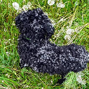Heidy participe au concours pour gagner de l'argent avec cette photo : dog, black_dog, curly_fur, grass, dandelion, seeds, flower, nature, outdoor, plant, greenery, animal, pet, summer, field, wildflower, flora, garden, cute, curly_hair