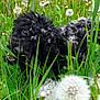Heidy participe au concours pour gagner de l'argent avec cette photo : dog, black_dog, grass, dandelion, flowers, outdoor, nature, playful, fur, greenery, field, plant, spring, cute, animal, pet, closeup, seed, fluffy, happy