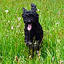 dog, poodle, black_dog, grass, field, dandelion, outdoor, happy, animal, pet, nature, tongue_out, running, summer, playful, fur, ears, greenery, daylight, cute