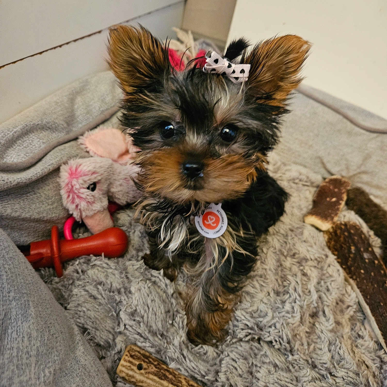 Aika a rejoint le concours — aidez-le/la à gagner de superbes lots ! adorable, animal, blanket, bow, closeup, companion, curious, cute, dog, fluffy, fur, indoor, pet, pet_bed, playful, puppy, small_dog, toy, yorkshire_terrier, young