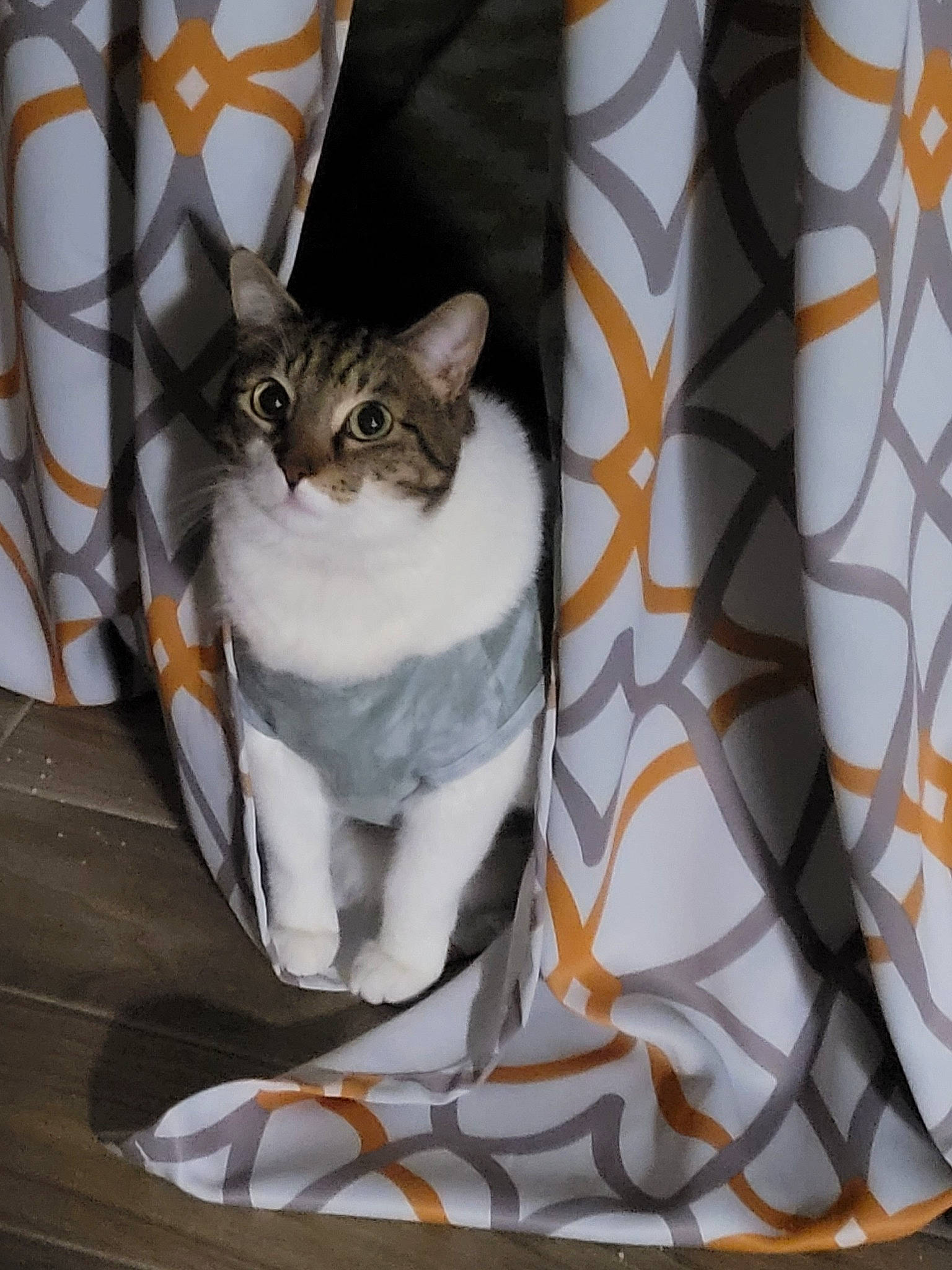 Hunter joined the competition — help win amazing prizes! carnivore, cat, comfort, couch, curtain, dishware, domestic_short_haired_cat, felidae, fur, grey, linens, pattern, porcelain, small_to_medium_sized_cats, tail, whiskers