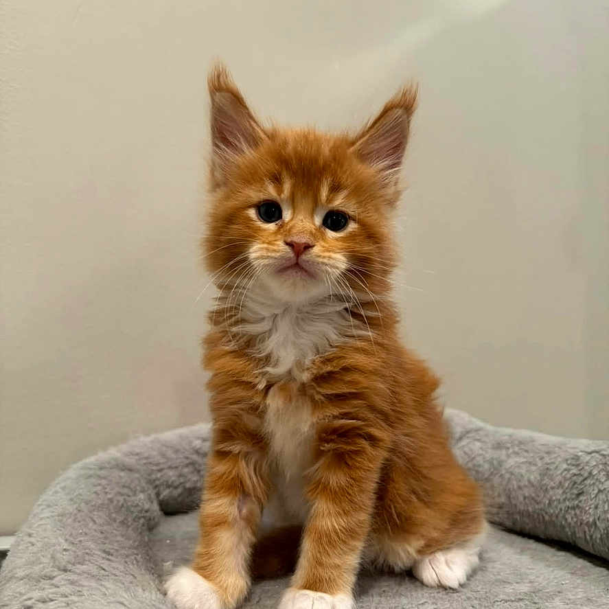 Batman is registered to the contest to win money with this photo: abyssinian, advertisement, angora, animal, cat, doctor, face, head, kitten, manx, number, page, person, pet, poster, symbol, text, textmessage