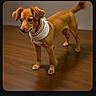 Jasper is registered to the contest to win money with this photo: alert, animal, brown_dog, companion, cute, dog, domestic_animal, ears, friendly, fur, indoor, mammal, pearl_necklace, pet, portrait, scarf, small_dog, standing, tail, wooden_floor