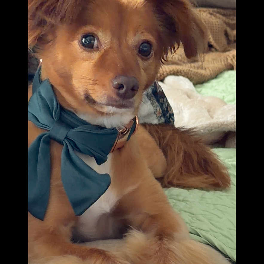 Jasper is registered to the contest to win money with this photo: dog, small_dog, bow_tie, pet, indoor, couch, blanket, furry, cute, brown_dog, portrait, relaxed, animal, companion, domestic_animal, cozy, fur, sitting, looking, ears