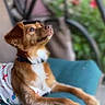 Jasper is registered to the contest to win money with this photo: animal, blue_cushion, brown_dog, canine, collar, cushion, dog, domestic_animal, ears, fur, furniture, garden, greenery, looking_up, outdoor, patio, pet, relaxed, shirt, snout