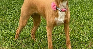 Jasper is registered to the contest to win money with this photo: animal, backyard, canine, collar, dog, ears, fur, garden, grass, lawn, nature, outdoor, pet, pink_collar, small_dog, standing, sunlight, tail, tan_dog, yard