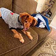 Jasper joined the competition — help win amazing prizes! animal, blanket, brown_furniture, canine, carpet, couch, cozy, cute, decor, dog, fur, home, household, indoor, lamp, living_room, pet, relaxing, striped_shirt, wood_floor