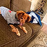 animal, blanket, brown_furniture, canine, carpet, couch, cozy, cute, decor, dog, fur, home, household, indoor, lamp, living_room, pet, relaxing, striped_shirt, wood_floor