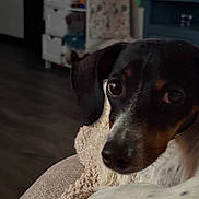 Gracie joined the competition — help win amazing prizes! animal, black_and_white, blanket, brown, close_up, cozy, cute, dog, ears, expression, face, fur, furniture, home, indoor, living_room, pet, resting, television, wood_floor