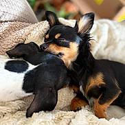Kiah Jane is registered to the contest to win money with this photo: animal, black_and_tan, black_and_white, blanket, closeup, companion, cozy, cute, dog, friendship, fur, indoors, napping, pet, puppy, relaxing, resting, sleeping, snuggling, soft