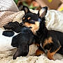 animal, black_and_tan, black_and_white, blanket, closeup, companion, cozy, cute, dog, friendship, fur, indoors, napping, pet, puppy, relaxing, resting, sleeping, snuggling, soft