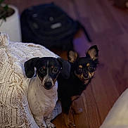 Gracie And Kiah is registered to the contest to win money with this photo: dog, small_dog, indoor, wooden_floor, blanket, black_and_white_dog, black_and_tan_dog, pet, animal, cute, fur, ears, flooring, companion, home, cozy, looking, sitting, curious, domestic_animal
