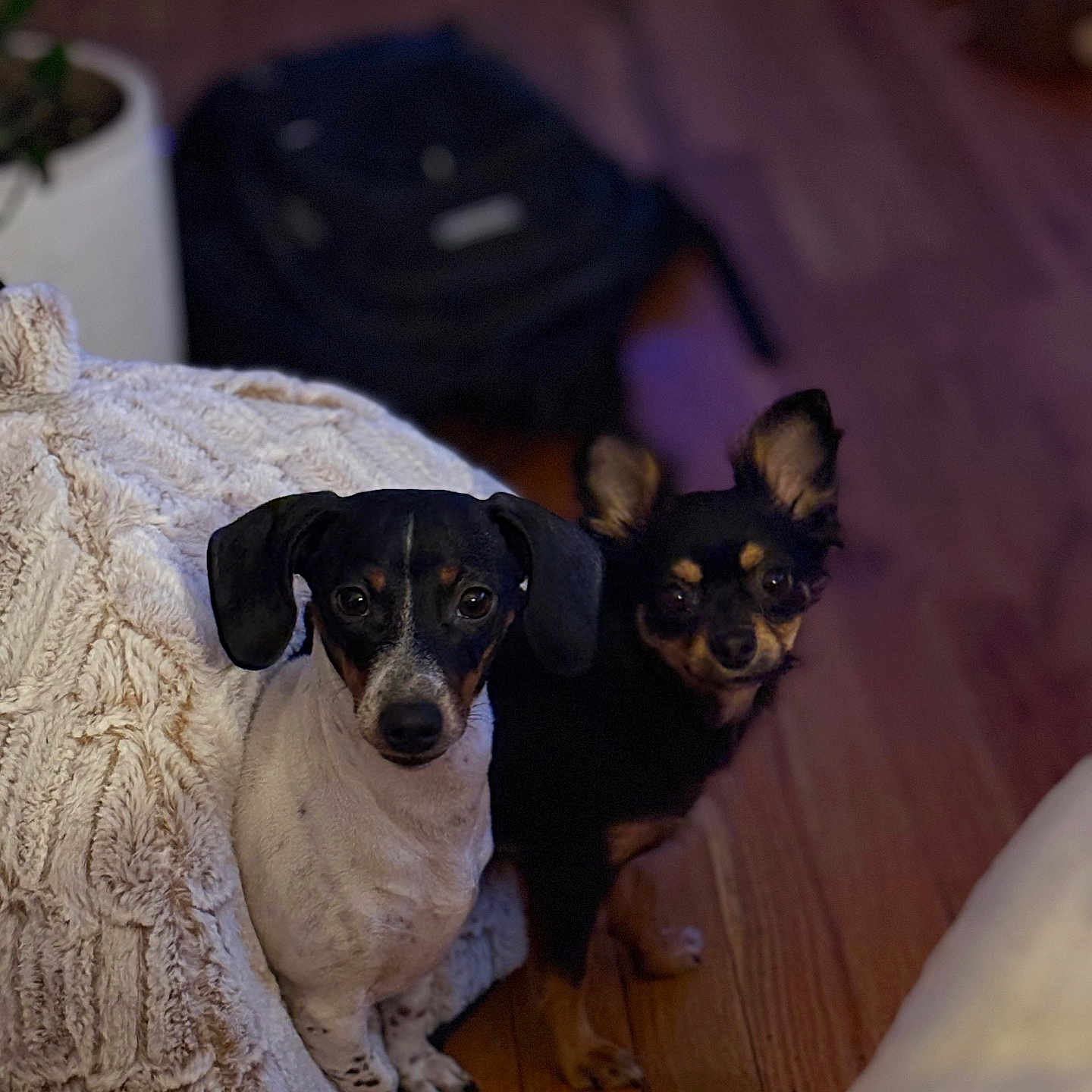 Gracie And Kiah is registered to the contest to win money with this photo: animal, black_and_tan_dog, black_and_white_dog, blanket, companion, cozy, curious, cute, dog, domestic_animal, ears, flooring, fur, home, indoor, looking, pet, sitting, small_dog, wooden_floor