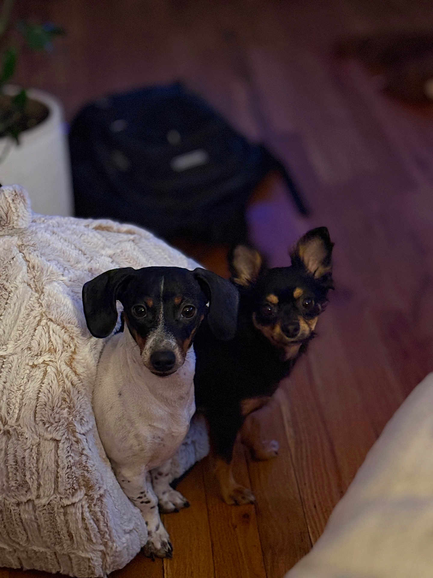 Gracie And Kiah is registered to the contest to win money with this photo: dog, small_dog, indoor, wooden_floor, blanket, black_and_white_dog, black_and_tan_dog, pet, animal, cute, fur, ears, flooring, companion, home, cozy, looking, sitting, curious, domestic_animal