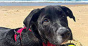 Kosmo participe au concours pour gagner de l'argent avec cette photo : animal, beach, black_dog, blue_sky, canine, cute, daytime, dog, ocean, outdoor, pet, playful, puppy, red_harness, relaxing, sand, sunny, tennis_ball, water, waves