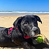Kosmo participe au concours pour gagner de l'argent avec cette photo : dog, puppy, black_dog, beach, sand, ocean, waves, tennis_ball, red_harness, sunny, daytime, outdoor, pet, cute, animal, playful, water, blue_sky, relaxing, canine