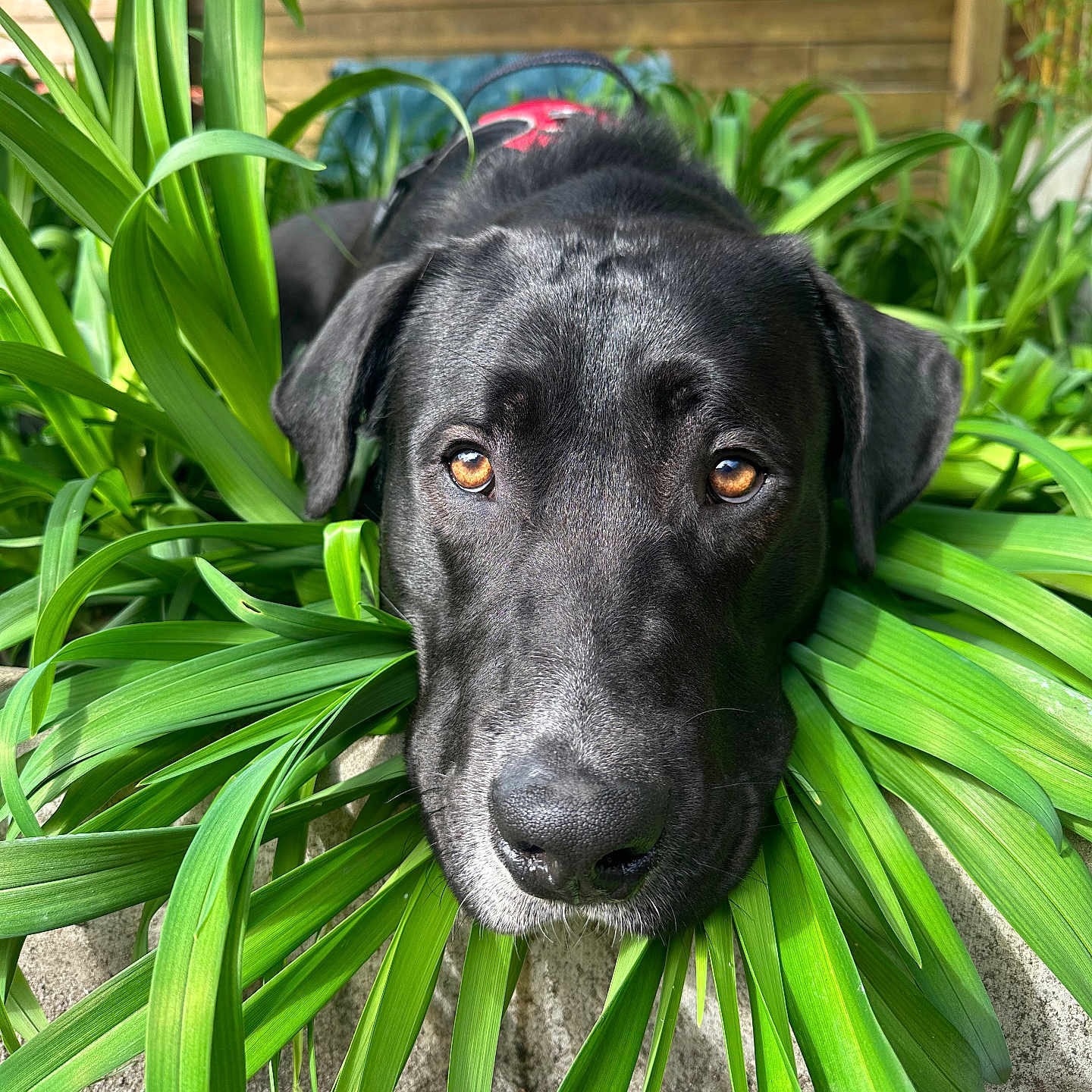 Kosmo a rejoint le concours — aidez-le/la à gagner de superbes lots ! dog, black_dog, pet, animal, outdoor, greenery, plants, leaves, nature, closeup, portrait, face, fur, eyes, nose, resting, calm, wooden_fence, daylight, garden