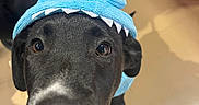 Kosmo a rejoint le concours — aidez-le/la à gagner de superbes lots ! dog, black_dog, pet, costume, hat, shark_hat, close_up, indoor, curious, animal, cute, face, eyes, nose, portrait, funny, looking_at_camera, leash, floor, human_hand