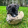 puppy, black_dog, grass, toy, chewing, outdoor, pet, cute, animal, nature, garden, young_dog, playful, closeup, greenery, adorable, fur, snout, ears, background_blur
