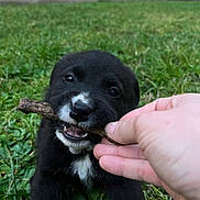 Kosmo a rejoint le concours — aidez-le/la à gagner de superbes lots ! puppy, dog, black_fur, white_marking, stick, hand, grass, outdoor, playful, cute, animal, pet, nature, young, mammal, chewing, closeup, greenery, grass_field, daylight