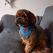 Shiva participe au concours pour gagner de l'argent avec cette photo : bandana, blue_bandana, calm, couch, cozy, cute, decor, dog, fluffy, fur, gray_couch, home, indoor, pet, photo_collage, red_star, side_view, sitting, small_dog, wall
