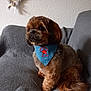 bandana, blue_bandana, calm, couch, cozy, cute, decor, dog, fluffy, fur, gray_couch, home, indoor, pet, photo_collage, red_star, side_view, sitting, small_dog, wall