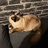 cat, fluffy, blue_eyes, long_hair, pointed_ears, whiskers, pet, animal, portrait, indoor, cushion, sofa, furniture, brick_wall, cozy, relaxed, sitting, cream_fur, dark_markings, photography