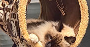 Samy participe au concours pour gagner de l'argent avec cette photo : cat, siamese_cat, pet, animal, fluffy, blue_eyes, indoor, hanging_bed, cat_bed, cozy, leopard_print, fur, upside_down, playful, relaxed, portrait, close_up, home, feline, cute