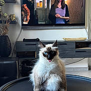 Samy participe au concours pour gagner de l'argent avec cette photo : cat, fluffy, blue_eyes, tongue_out, sitting, indoor, living_room, television, furniture, table, home_decor, shelves, plants, portrait, pet, long_hair, pointed_ears, white_fur, dark_face, funny_expression