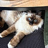 Samy participe au concours pour gagner de l'argent avec cette photo : cat, fluffy, long_hair, blue_eyes, colorpoint, brown, cream, white_paws, lying_down, lounging, under_desk, indoor, furniture, chair, wood, black_fabric, portrait, pet, whiskers, close_up