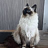 cat, fluffy, long_hair, color_point, blue_eyes, sitting, indoors, portrait, pet, animal, whiskers, ears, tail, white_fur, brown_fur, black_mask, wooden_floor, striped_wall, window, cute