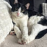 Sasha participe au concours pour gagner de l'argent avec cette photo : cat, black_and_white_cat, pet, animal, feline, green_eyes, pink_nose, whiskers, paws, claws, fur, lying_down, relaxed, bed, blanket, pillows, brick_wall, indoors, portrait, cozy