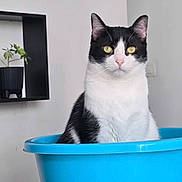 Sasha participe au concours pour gagner de l'argent avec cette photo : cat, black_and_white, pet, animal, portrait, sitting, blue_basin, indoors, houseplant, shelves, home_decor, yellow_eyes, whiskers, ears, fur, white_chest, staring, centered_subject, bright_colors, funny_pose