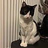 Sasha a rejoint le concours — aidez-le/la à gagner de superbes lots ! cat, tuxedo_cat, black_and_white, pet, animal, sitting, indoors, portrait, close_up, whiskers, ears, eyes, pink_nose, fur, paws, ottoman, radiator, houseplant, furniture, cozy