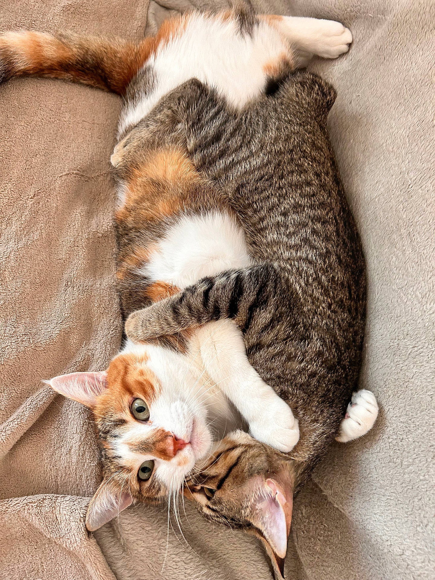 Ondine Et Vicky a rejoint le concours — aidez-le/la à gagner de superbes lots ! abyssinian, animal, blanket, cat, couch, furniture, indoors, kitten, manx, person, pet, sleeping