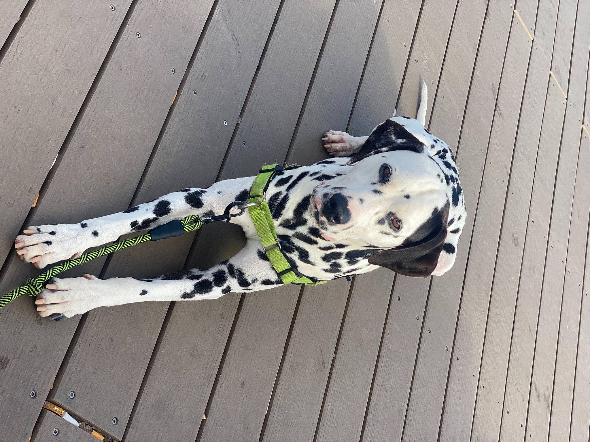 Banksy joined the competition — help win amazing prizes! canidae, carnivore, companion_dog, dalmatian, dog, dog_breed, dog_collar, dog_supply, fence, flooring, hardwood, human_leg, metal, non_sporting_group, pattern, pet_supply, snout, sporting_group, wood, working_animal