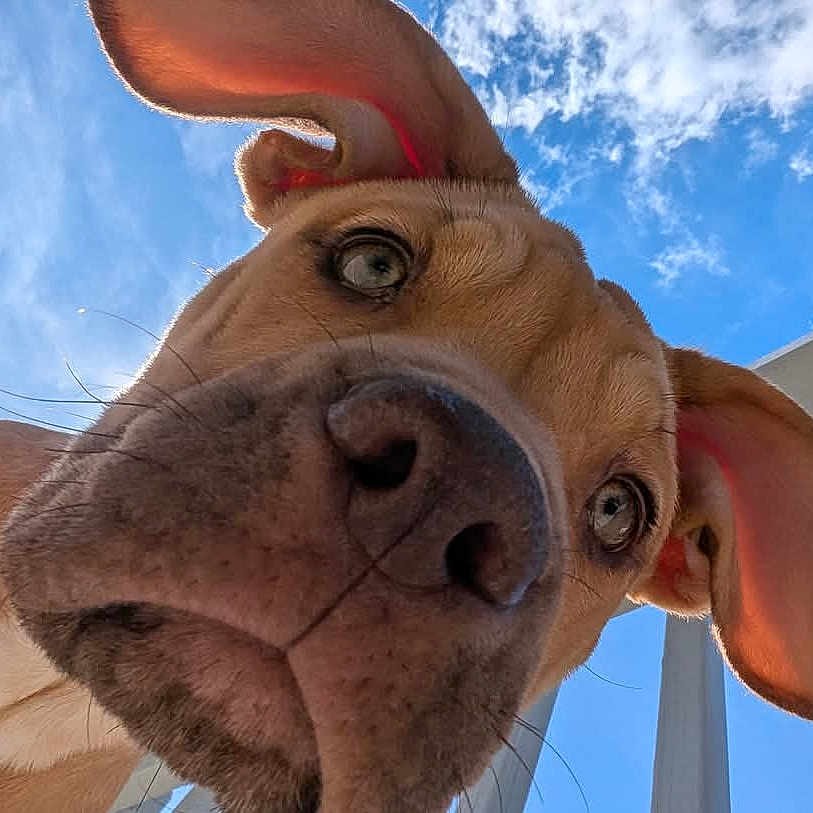 Millie joined the competition — help win amazing prizes! animal, bodypart, bulldog, canine, cartoon, dog, ear, frenchbulldog, hound, husky, labradorretriever, nature, outdoors, pet, pitbull, pointer, puppy, sky, snout, whitedog