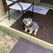 Monty is registered to the contest to win money with this photo: black_and_tan, chair, concrete, dog, door, grass, happy, home, leash, mat, metal_frame_chair, outdoor, pet, plants, porch, sitting, small_dog, step, tongue_out, welcome_mat