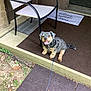 black_and_tan, chair, concrete, dog, door, grass, happy, home, leash, mat, metal_frame_chair, outdoor, pet, plants, porch, sitting, small_dog, step, tongue_out, welcome_mat