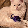 Gustave participe au concours pour gagner de l'argent avec cette photo : animal, cat, closeup, couch, cozy, cream_color, cute, domestic_cat, fluffy, fur, indoor, pet, portrait, purple_flower, relaxed, resting, sleepy, soft, tail, whiskers