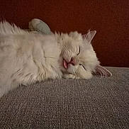 Gustave participe au concours pour gagner de l'argent avec cette photo : animal, cat, closeup, cozy, cute, ears, face, feline, fluffy, indoor, nose, peaceful, pet, relaxed, resting, sleeping, soft, texture, tongue_out, white_fur