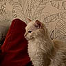 Gustave a rejoint le concours — aidez-le/la à gagner de superbes lots ! animal_design, cat, couch, cozy, cream_color, cute, decor, feline, fluffy, home, indoor, leaf_pattern, pet, portrait, profile, red_cushion, relaxed, side_view, sitting, wallpaper