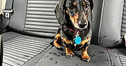 Jody joined the competition — help win amazing prizes! animal, backseat, black_and_tan, car_interior, collar, companion, cute, dachshund, dog, domestic_animal, fur, leather_seat, looking_up, paw_prints, pet, seatbelt, sitting, small_dog, tag, vehicle