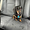 animal, backseat, black_and_tan, car_interior, collar, companion, cute, dachshund, dog, domestic_animal, fur, leather_seat, looking_up, paw_prints, pet, seatbelt, sitting, small_dog, tag, vehicle