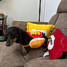 Jody is registered to the contest to win money with this photo: animal, brown_couch, costume, couch, cozy, cute, dachshund, decor, dog, domestic, hot_dog_costume, indoor, living_room, pet, pillow, playful, red_pillow, seated, small_dog, yellow_pillow