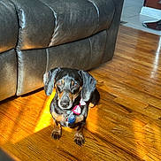 Jody is registered to the contest to win money with this photo: animal, black, bow, brown, canine, collar, dachshund, dog, flooring, home_interior, indoor, leather_couch, pet, shadow, sitting, small_dog, sunbeam, sunlight, tag, wooden_floor
