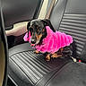 Jody is registered to the contest to win money with this photo: animal, black, car_seat, companion, cozy, cute, dachshund, dog, domestic_animal, fur, indoor, leather, looking_up, pet, pink_coat, portrait, seat_belt, sitting, small_dog, vehicle_interior
